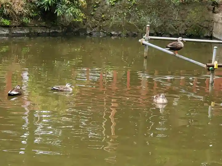 間々田八幡宮の動物