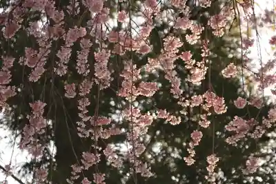 愛宕神社の自然