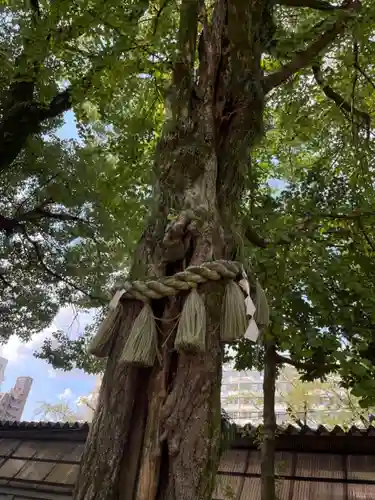 那古野神社の自然