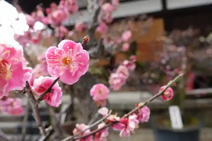 菅原天満宮(菅原神社)の自然