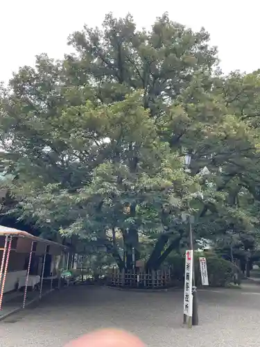 大宮八幡宮の自然