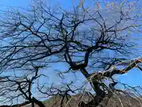 山家神社の自然