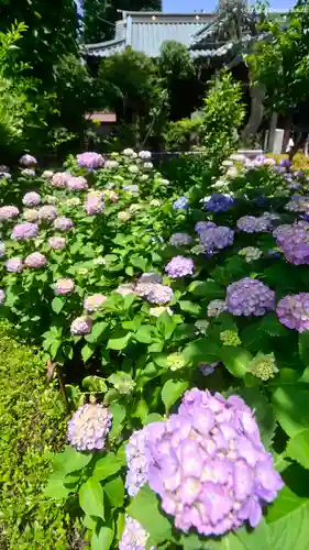 白山神社(東京都)