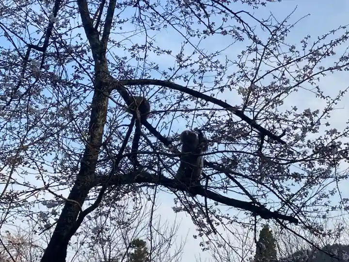 有明山神社の動物