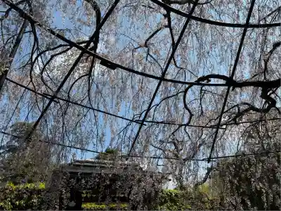 退蔵院(京都府)
