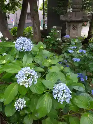 本郷氷川神社(東京都)