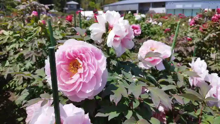 金蛇水神社(宮城県)