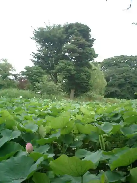 鶴岡八幡宮の自然