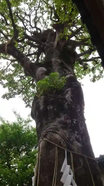 蛇窪神社(東京都)