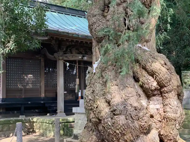 飯泉八幡神社の自然