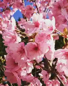 深山 飯盛寺の自然(2020年01月27日(月) 07時44分02秒投稿)