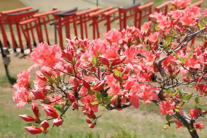 高屋敷稲荷神社の自然