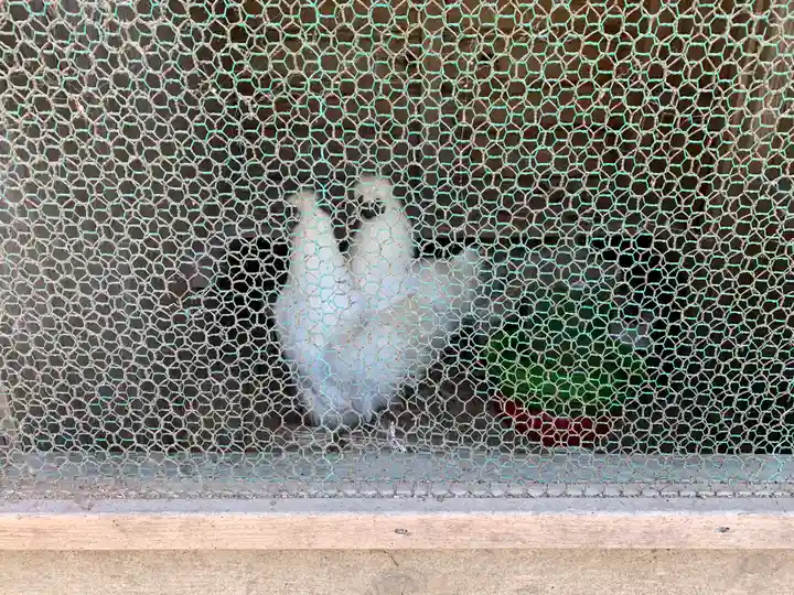 男山八幡神社の動物