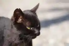 霊泉寺の動物