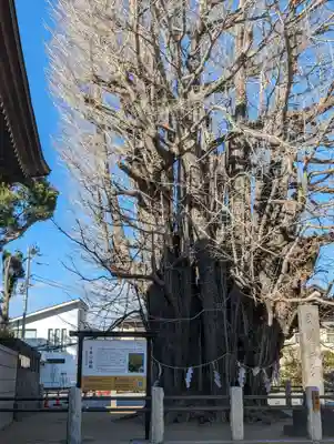 葛飾八幡宮(千葉県)