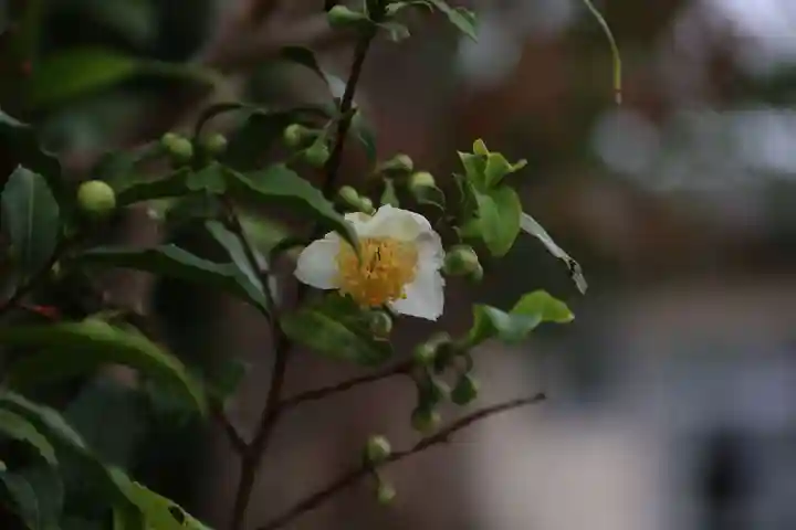 豊景神社の庭園