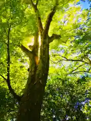 神崎神社の自然