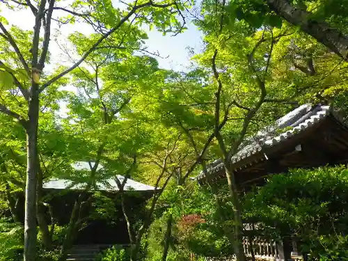 浄光明寺の自然