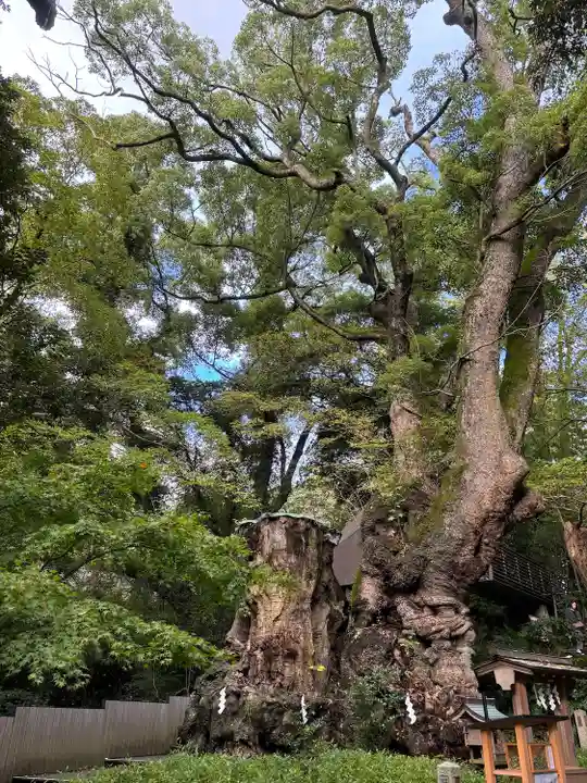 來宮神社(静岡県)