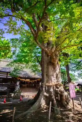 白鳥神社(長野県)
