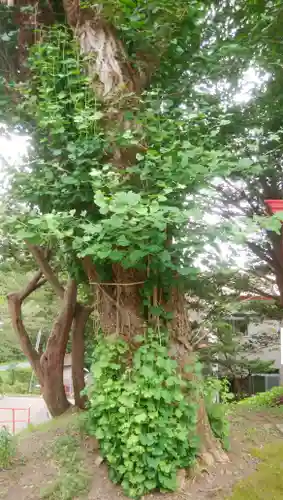 虻田神社の自然