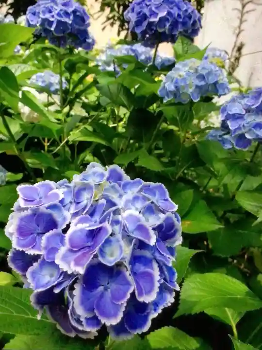 本郷氷川神社(東京都)