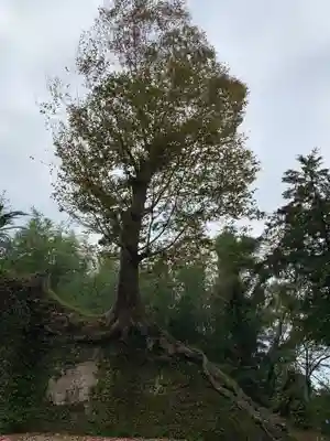 熱田神社の自然
