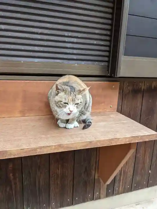 八幡社(柏井町)の動物