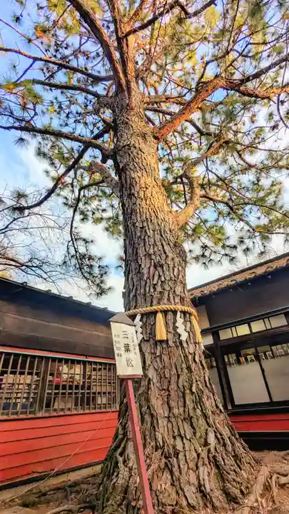 前原御嶽神社の自然