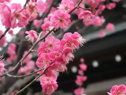 大阪天満宮の自然