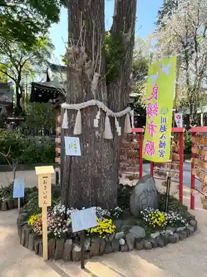 川越八幡宮(埼玉県)