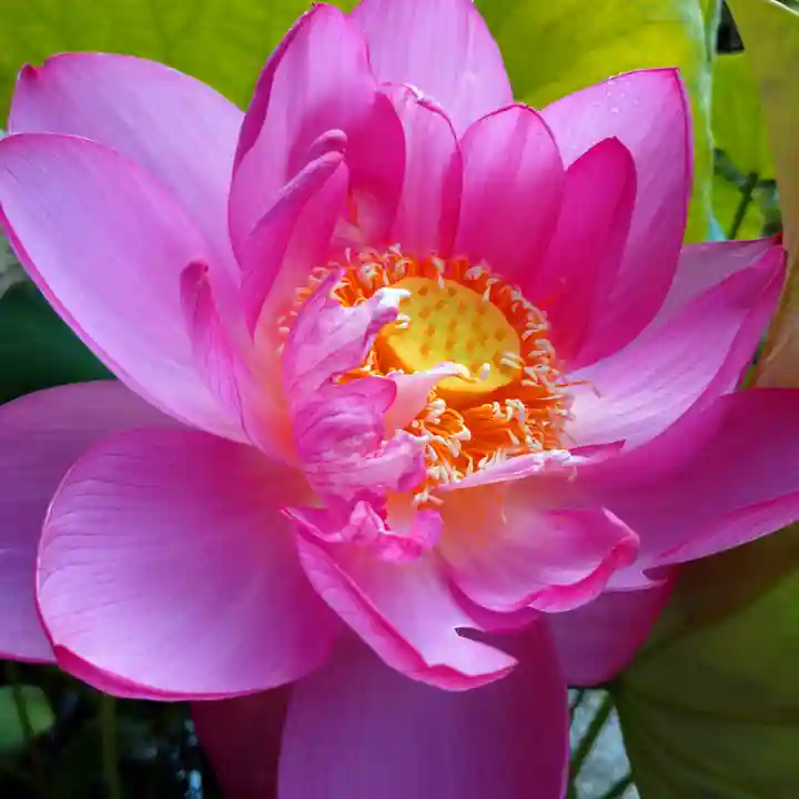 日蓮宗 総本山 塔頭 定林坊(じょうりんぼう)の自然