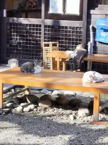 春日神社の動物