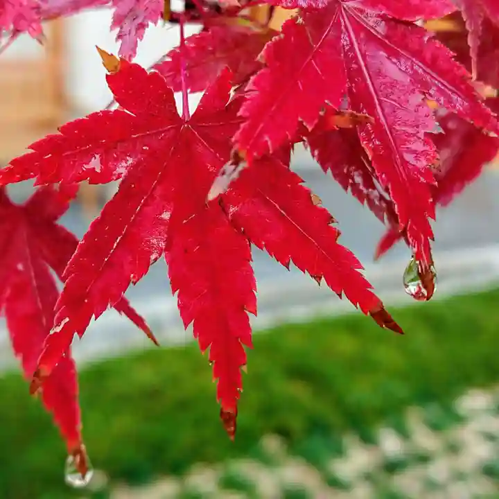 寿量山 速成寺の自然