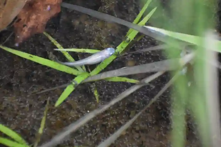 下総国三山 二宮神社の動物