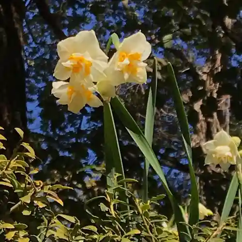 横浜　西方寺の自然