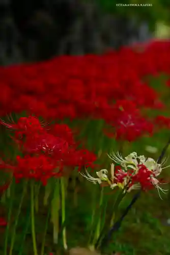 横浜　西方寺(神奈川県)
