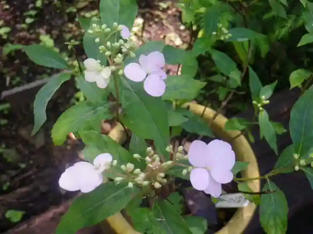 御霊神社の自然