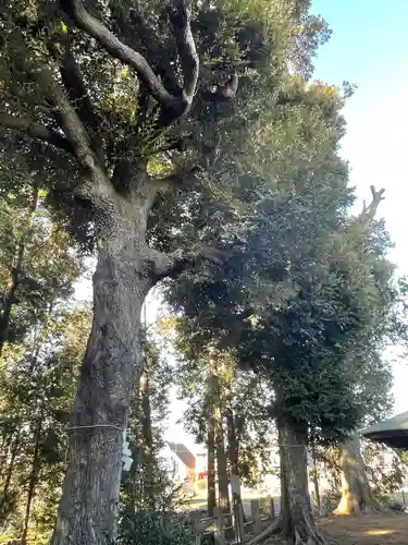 鶴峯八幡宮の自然