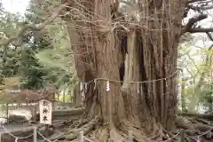 山寺日枝神社の自然