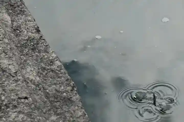 頂法寺(六角堂)の動物