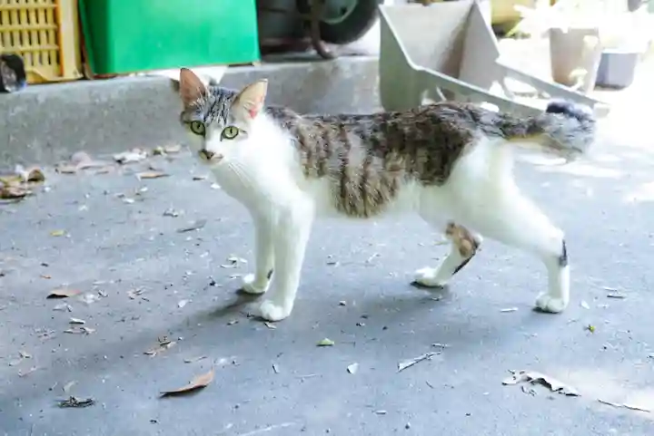 龍岩寺(大分県)