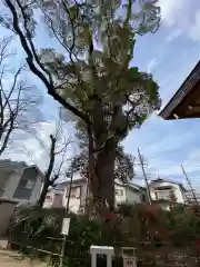 小戸神社の自然