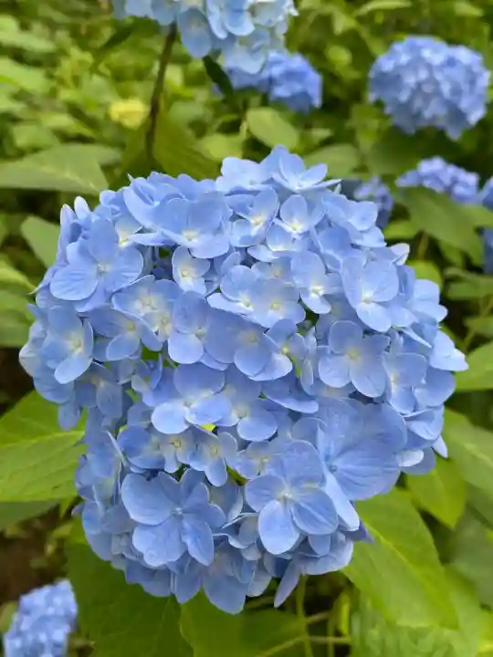 本土寺(千葉県)