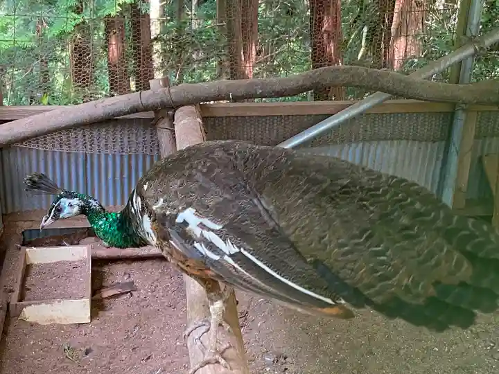 楽法寺(雨引観音)の動物