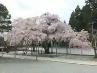 三宝院(三宝院門跡)の自然