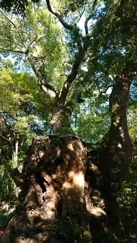 來宮神社の自然