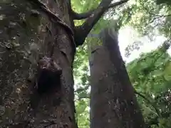 川越氷川神社の自然