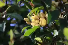 阿邪訶根神社の自然