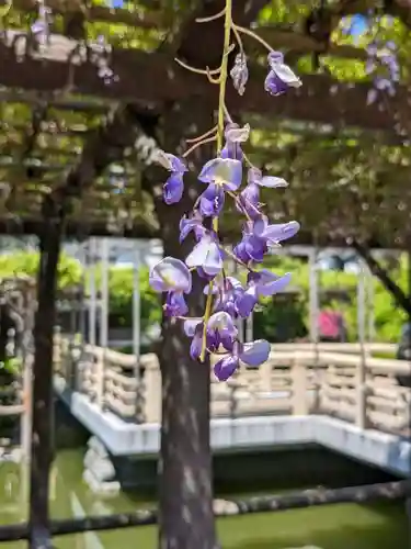 亀戸天神社の自然